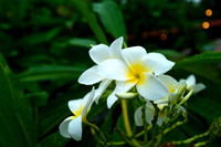 L1040852 1